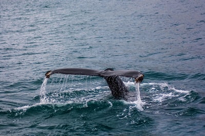 水下黑鲸的尾巴